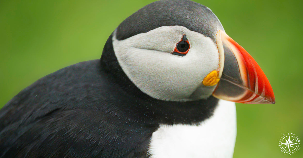 Bright Beaks & Bold Personalities