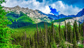 A dense forest of emerald-green pine trees stretches toward snow-capped mountains in Banff National Park, Alberta, Canada, vi