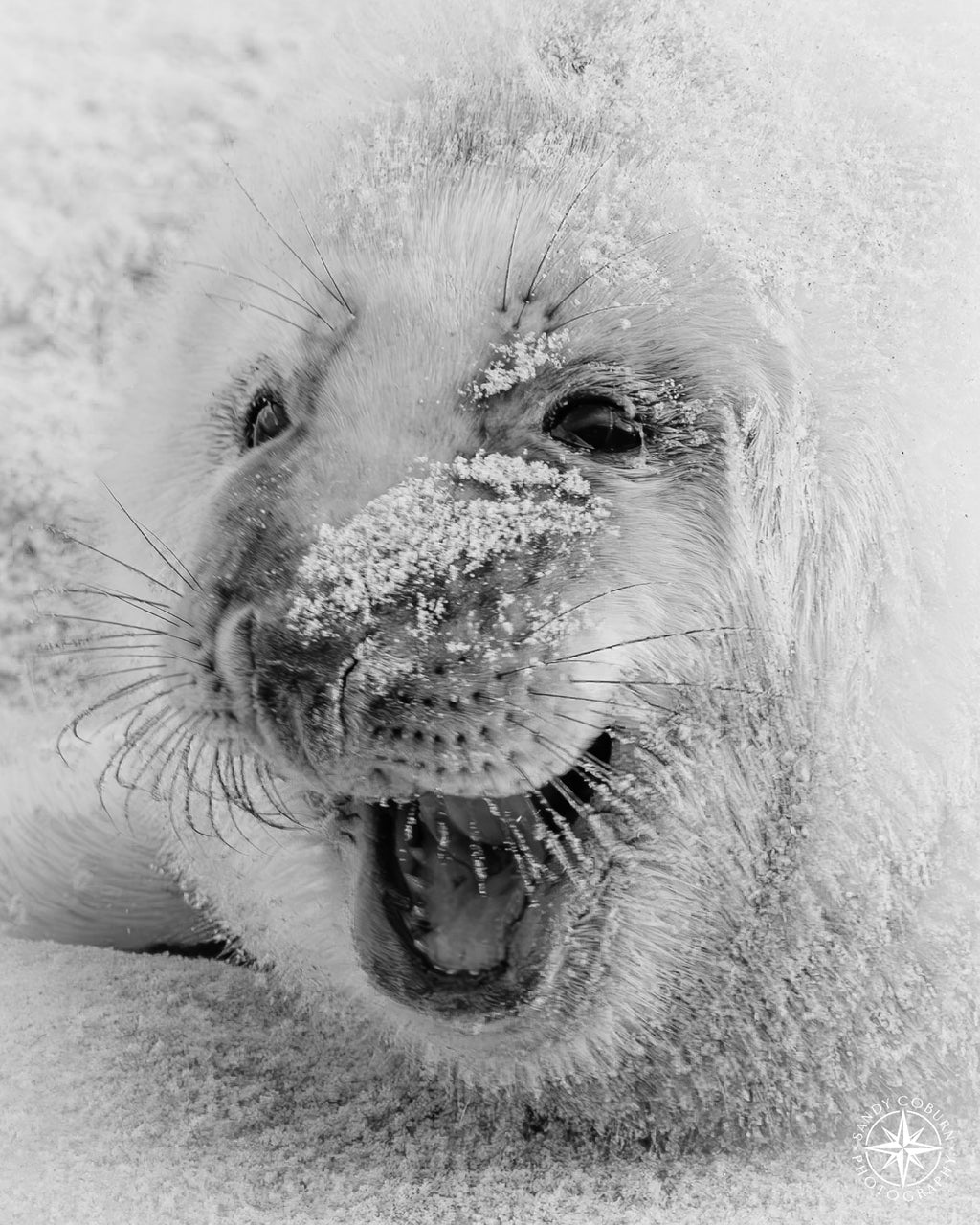 Revelry in Sand