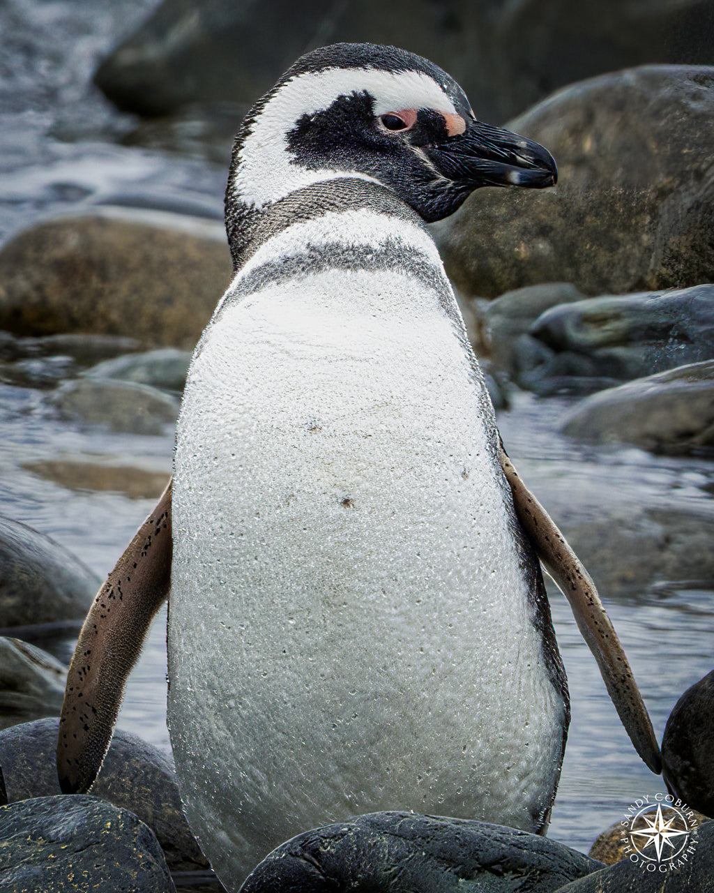 Poised in the Salt Light