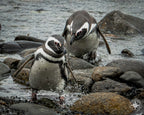 Two by the Tides