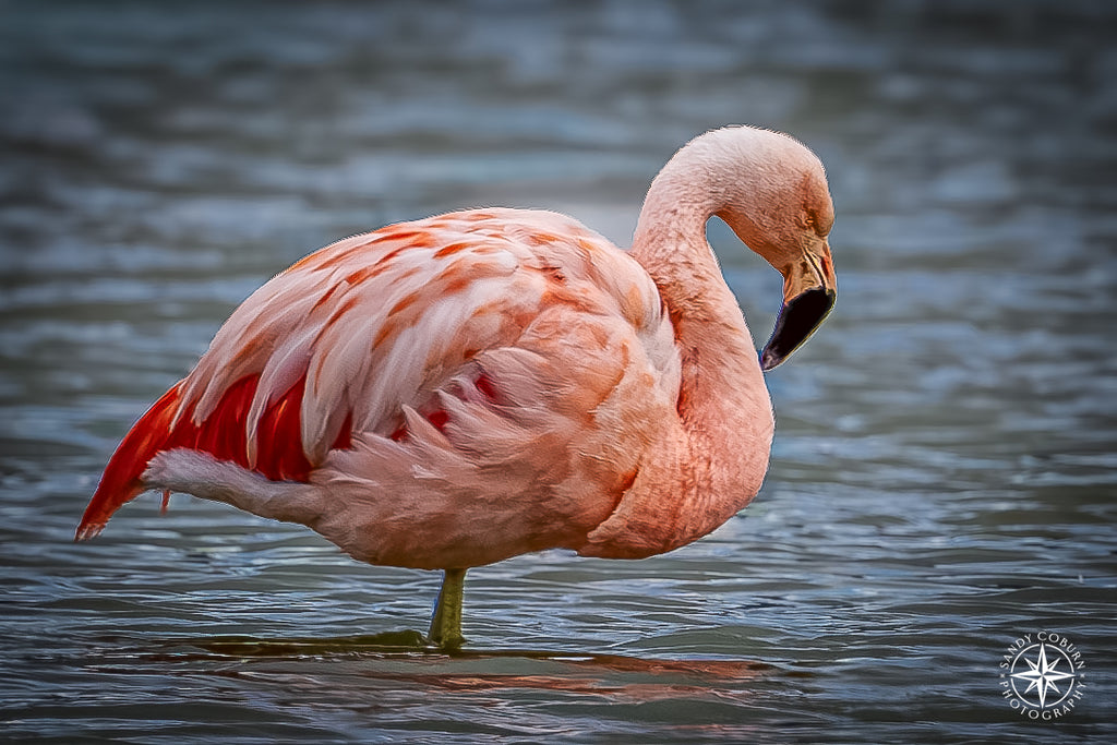 Poise in Pink