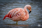 Poise in Pink