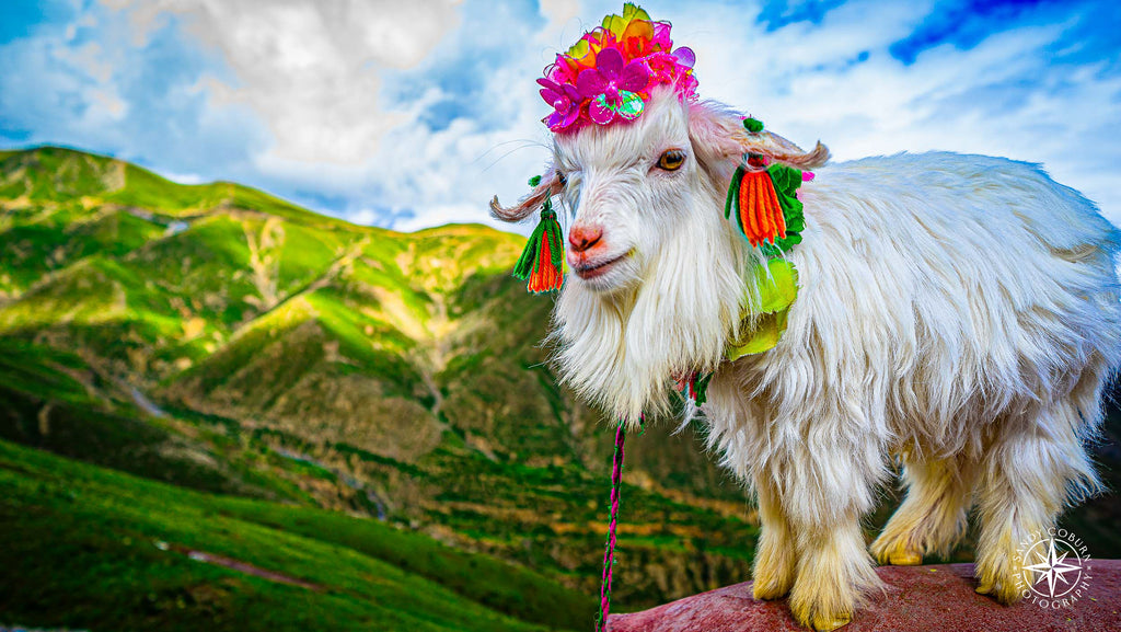 Baby goat on the Tibetan Plateau wears a crown of flowers and cloth, standing against a mountainous backdrop.