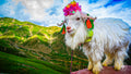 Baby goat on the Tibetan Plateau wears a crown of flowers and cloth, standing against a mountainous backdrop.