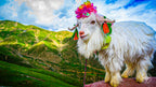Baby goat on the Tibetan Plateau wears a crown of flowers and cloth, standing against a mountainous backdrop.