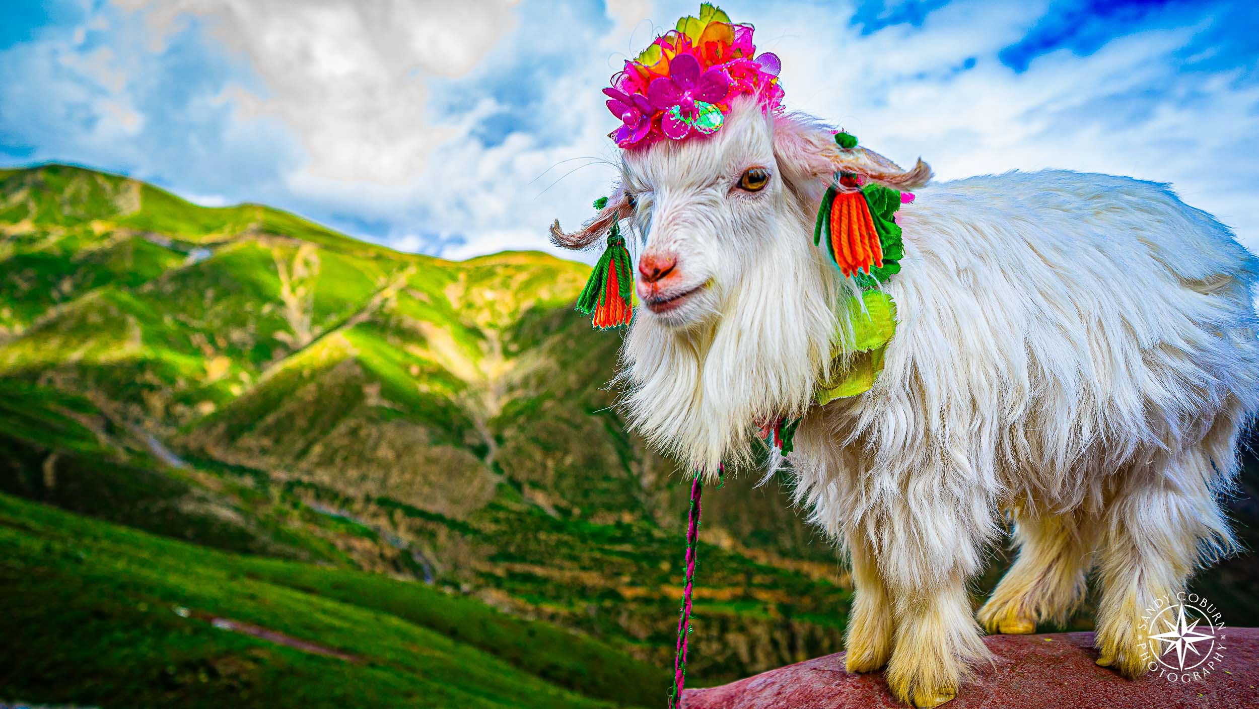 Baby goat on the Tibetan Plateau wears a crown of flowers and cloth, standing against a mountainous backdrop.