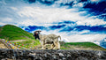 A black and white goat walking along a stone wall with colorful prayer flags in the background.