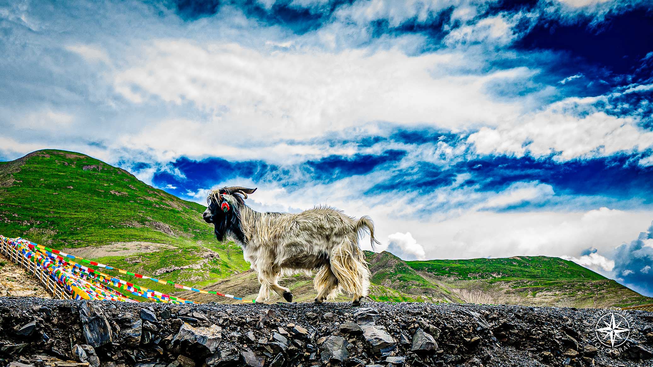 A black and white goat walking along a stone wall with colorful prayer flags in the background.