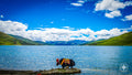 Water buffalo in traditional Tibetan decorations standing beside a glacial river on the Tibetan Plateau under a cloudy sky.