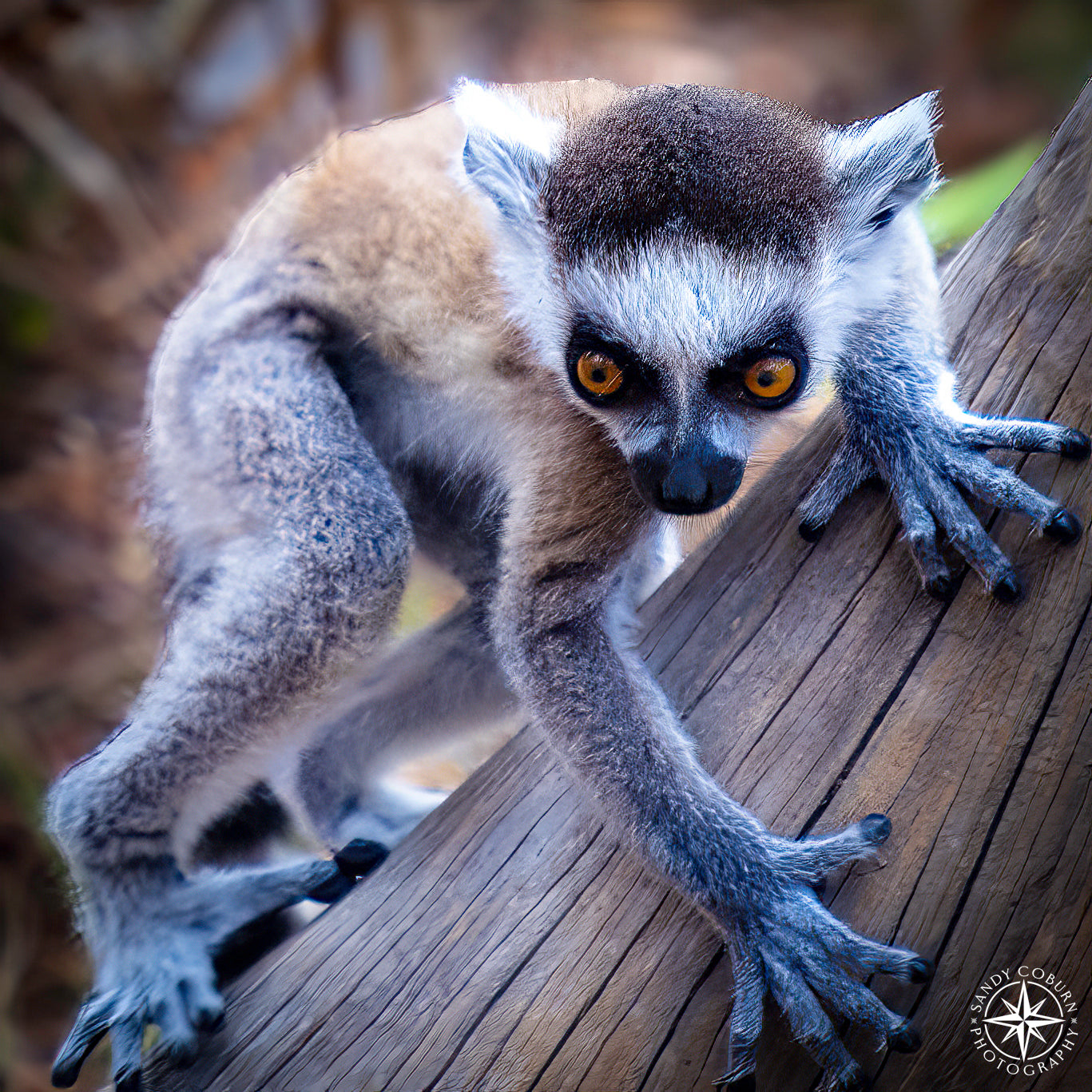 Instinct in Miniature
