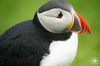 Face of the Island