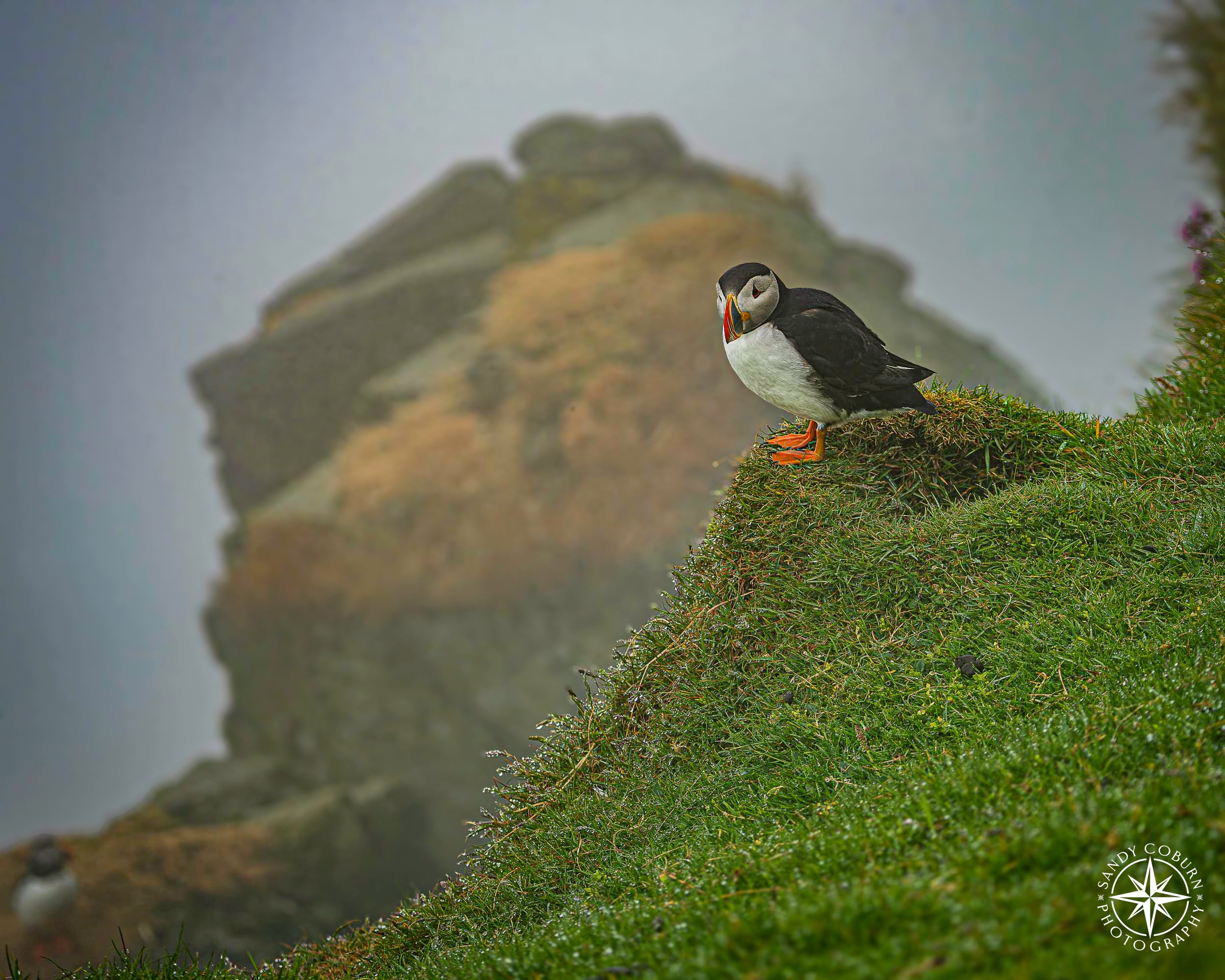 At the Burrow’s Edge