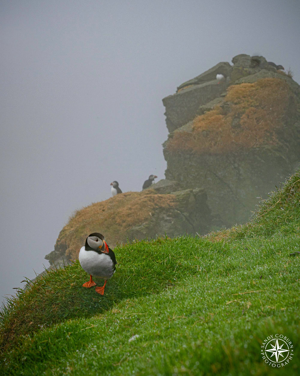 Cliffside Kin