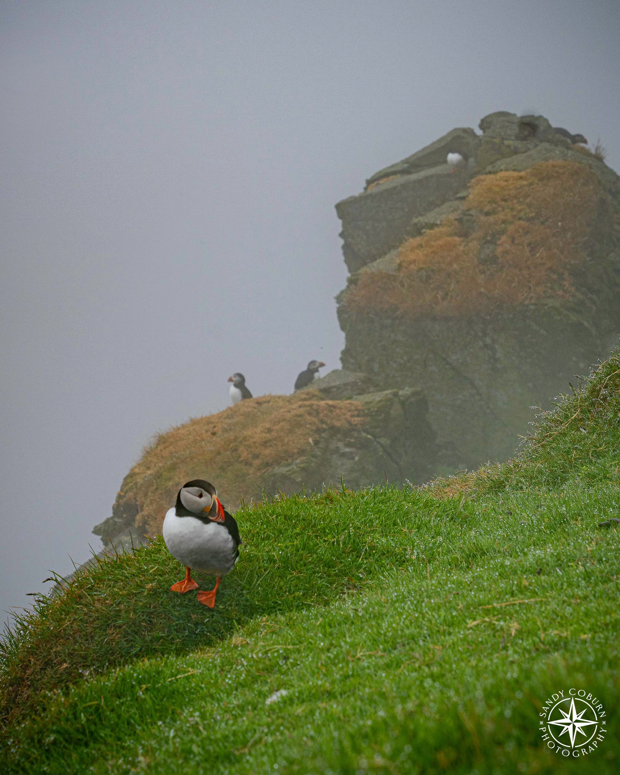Cliffside Kin