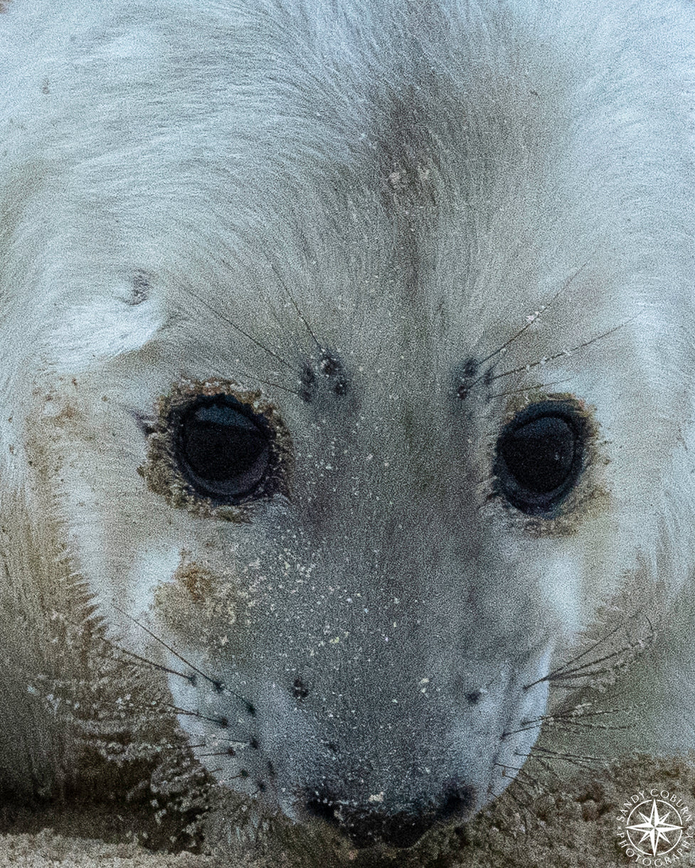 Face to Face