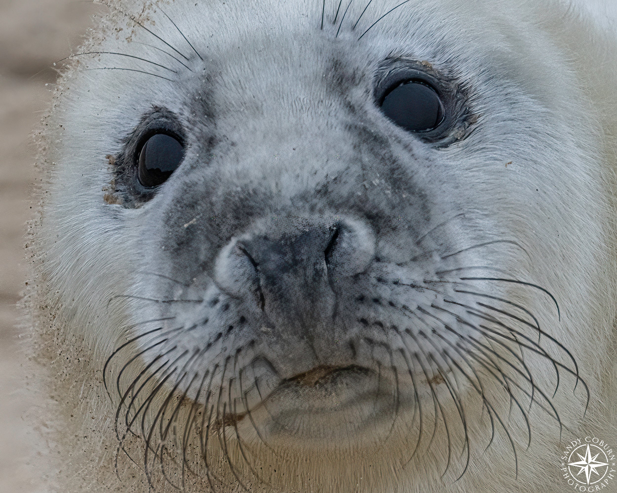 Sand & Whiskers