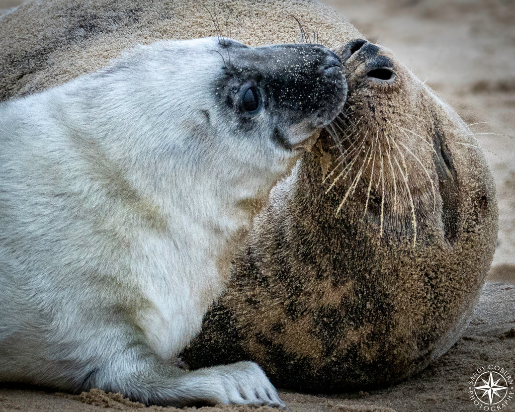Nuzzle