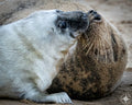Nuzzle