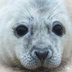 Deep Eyes